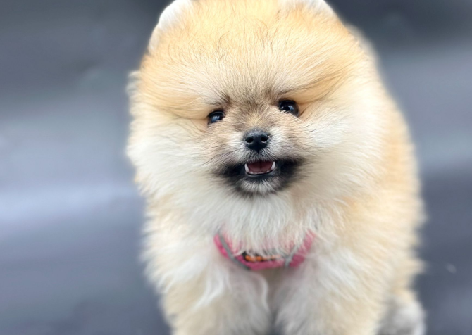 Tedy Bear Pomeranian Yavrular